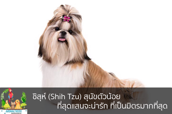 ชิสุห์ (Shih Tzu) สุนัขตัวน้อยที่สุดแสนจะน่ารัก ที่เป็นมิตรมากที่สุด จัดสวนหน้าบ้าน ต้นไม้มงคล สัตว์เลี้ยงน่ารัก ทริคจัดสวน วิธีเลี้ยง หมา แมว หมู นก