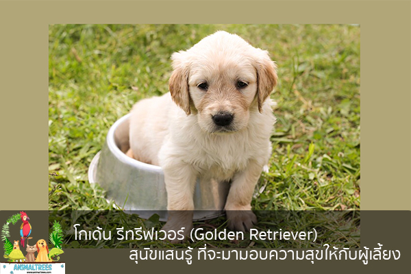 โกลเด้น รีทรีฟเวอร์ (Golden Retriever) สุนัขแสนรู้ ที่จะมามอบความสุขให้กับผู้เลี้ยง จัดสวนหน้าบ้าน ต้นไม้มงคล สัตว์เลี้ยงน่ารัก ทริคจัดสวน วิธีเลี้ยง หมา แมว หมู นก