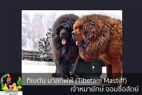 ทิเบตัน มาสทิฟฟ์ (Tibetam Mastiff) เจ้าหมายักษ์ จอมซื่อสัตย์ จัดสวนหน้าบ้าน ต้นไม้มงคล สัตว์เลี้ยงน่ารัก ทริคจัดสวน วิธีเลี้ยง หมา แมว หมู นก