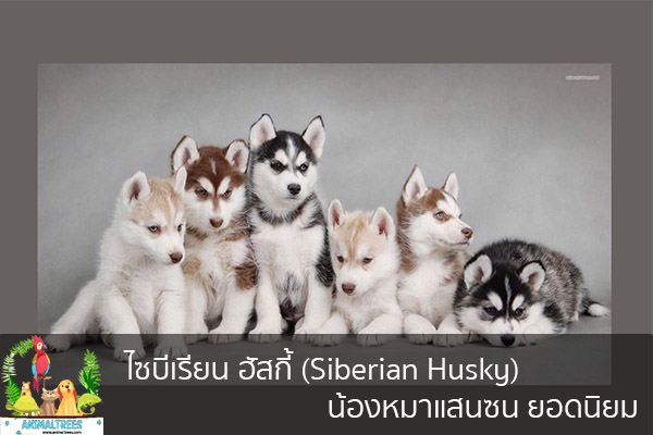 ไซบีเรียน ฮัสกี้ (Siberian Husky) น้องหมาแสนซน ยอดนิยม จัดสวนหน้าบ้าน ต้นไม้มงคล สัตว์เลี้ยงน่ารัก ทริคจัดสวน วิธีเลี้ยง หมา แมว หมู นก