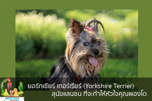 ยอร์กเชียร์ เทอร์เรียร์ (Yorkshire Terrier) สุนัขแสนซน ที่จะทำให้หัวใจคุณพองโต จัดสวนหน้าบ้าน ต้นไม้มงคล สัตว์เลี้ยงน่ารัก ทริคจัดสวน วิธีเลี้ยง หมา แมว หมู นก