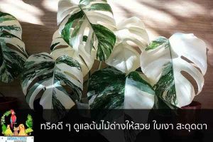 ทริคดี ๆ ดูแลต้นไม้ด่างให้สวย ใบเงา สะดุดตา จัดสวนหน้าบ้าน ต้นไม้มงคล สัตว์เลี้ยงน่ารัก ทริคจัดสวน วิธีเลี้ยง หมา แมว หมู นกประหยัดงบ
