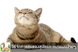 วิธีจัดการขนของสุนัขและแมวแบบง่ายๆ เชื่อเลยว่าสำหรับใครที่มีสัตว์เลี้ยงอยู่ที่บ้านนั้นคงจะปวดหัวไม่น้อย