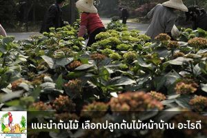 แนะนำต้นไม้ เลือกปลูกต้นไม้หน้าบ้าน อะไรดี มีมากมายหลายชนิดที่น่าปลูก