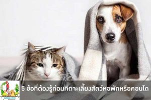 5 ข้อที่ต้องรู้ก่อนคิดจะเลี้ยงสัตว์ในหอพักหรือคอนโด นั้นมีอะไรบ้างสำหรับคนรักสัตว์