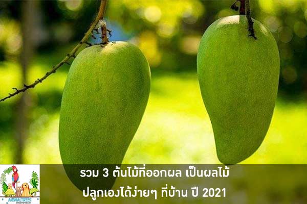 รวม 3 ต้นไม้ที่ออกผล เป็นผลไม้ ปลูกเองได้ง่ายๆ ที่บ้าน ปี 2021