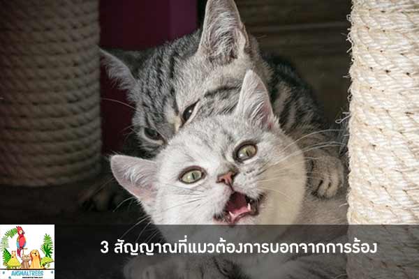 3 สัญญาณที่แมวต้องการบอกจากการร้อง