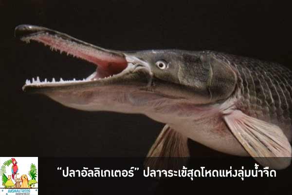 “ปลาอัลลิเกเตอร์” ปลาจระเข้สุดโหดแห่งลุ่มน้ำจืด