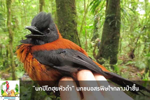 “นกปิโตฮุยหัวดำ” นกขนอสรพิษใจกลางป่าชื้น