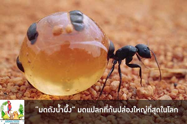 “มดถังน้ำผึ้ง” มดแปลกที่ก้นปล่องใหญ่ที่สุดในโลก
