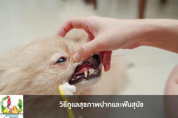 วิธีดูแลสุขภาพปากและฟันสุนัข