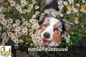 ดอกไม้ที่สุนัขชอบแพ้