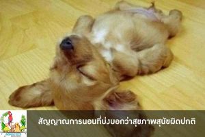 สัญญาณการนอนที่บ่งบอกว่าสุขภาพสุนัขผิดปกติ