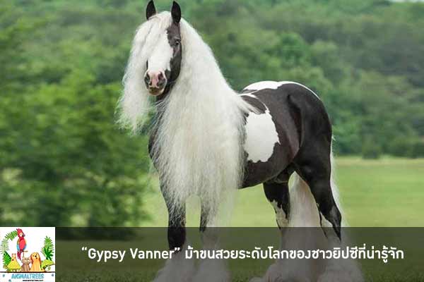 “Gypsy Vanner” ม้าขนสวยระดับโลกของชาวยิปซีที่น่ารู้จัก