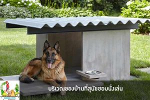 บริเวณของบ้านที่สุนัขชอบนั่งเล่น
