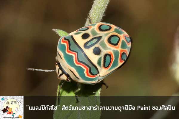 “แมลงปิกัสโซ” สัตว์แดนซาฮาร่าลายงามดุจฝีมือ Paint ของศิลปิน