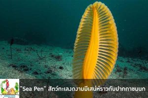 “Sea Pen” สัตว์ทะเลงดงามมีเสน่ห์ราวกับปากกาขนนก