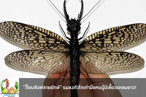 “ด็อบสันฟลายยักษ์” แมลงตัวโตเท่ามือคนผู้มีเขี้ยวแหลมยาว!