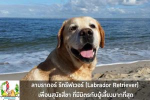 ลาบราดอร์ รีทรีฟเวอร์ (Labrador Retriever) เพื่อนสุนัขสี่ขา ที่มีมิตรกับผู้เลี้ยงมากที่สุด