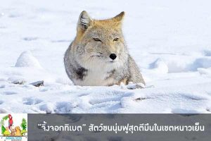 “จิ้งจอกทิเบต” สัตว์ขนนุ่มฟูสุดตีมึนในเขตหนาวเย็น