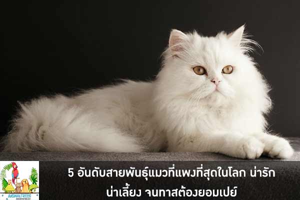5 อันดับสายพันธุ์แมวที่แพงที่สุดในโลก น่ารัก น่าเลี้ยง จนทาสต้องยอมเปย์
