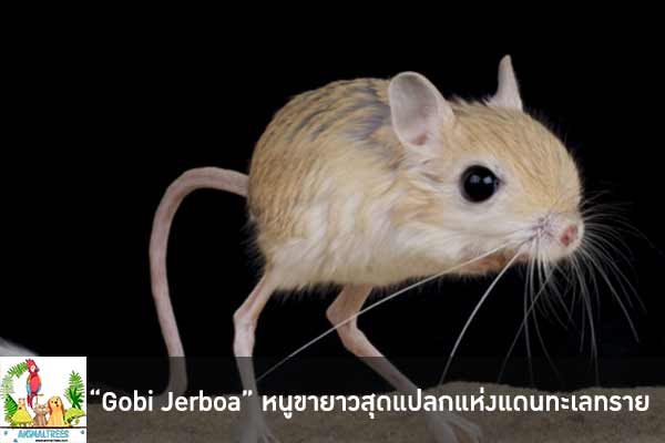 “Gobi Jerboa” หนูขายาวสุดแปลกแห่งแดนทะเลทราย