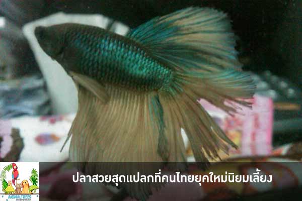ปลาสวยสุดแปลกที่คนไทยยุคใหม่นิยมเลี้ยง