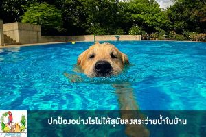ปกป้องอย่างไรไม่ให้สุนัขลงสระว่ายน้ำในบ้าน