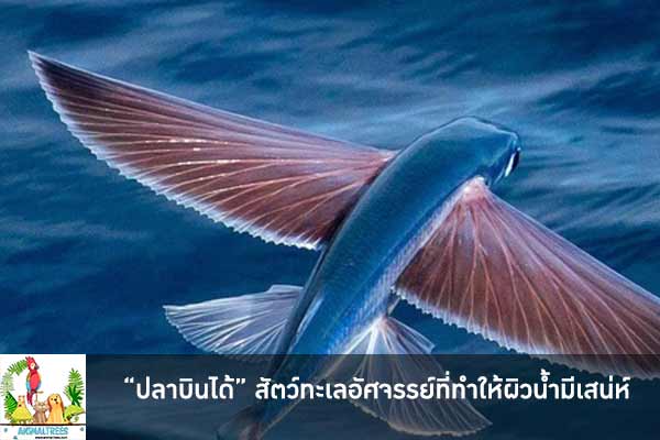 “ปลาบินได้” สัตว์ทะเลอัศจรรย์ที่ทำให้ผิวน้ำมีเสน่ห์