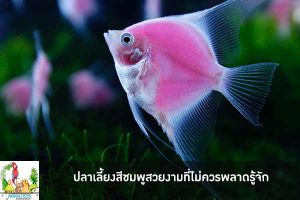 ปลาเลี้ยงสีชมพูสวยงามที่ไม่ควรพลาดรู้จัก